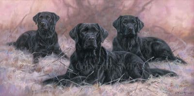'Time Off for Good Behaviour' Black labrador Print by John Trickett