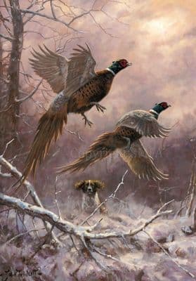 'Two Up' Springer Spaniel and Pheasant Blank Greetings Card by John Trickett C725