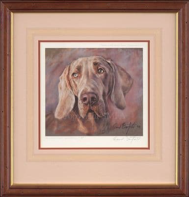 'Weimaraner Head' Ex-Display Print by David Barfield