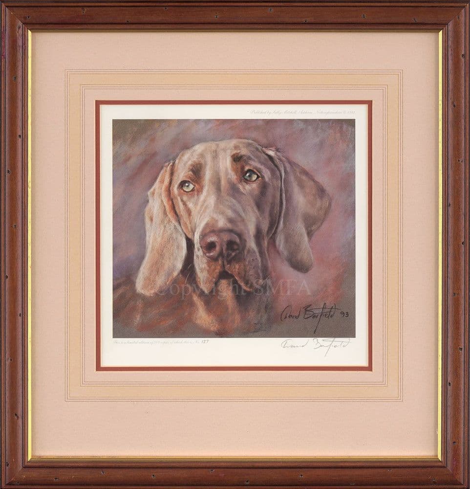 David Barfield Weimaraner Head Ex-Display Print by David Barfield