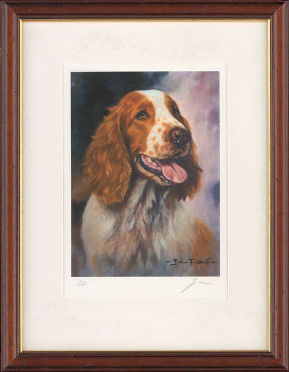 'Welch Springer' Ex-Display Print by John Trickett