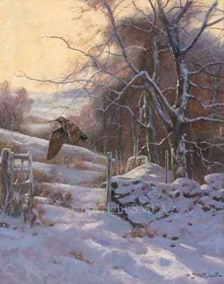 'Winter Woodcock' Woodcock Print by John Trickett