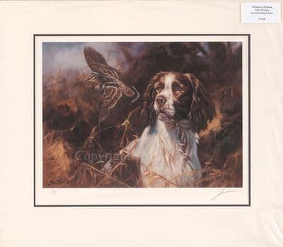 'Woodcock Flushed' Ex-Display Mounted Springer Spaniel Print by John Trickett