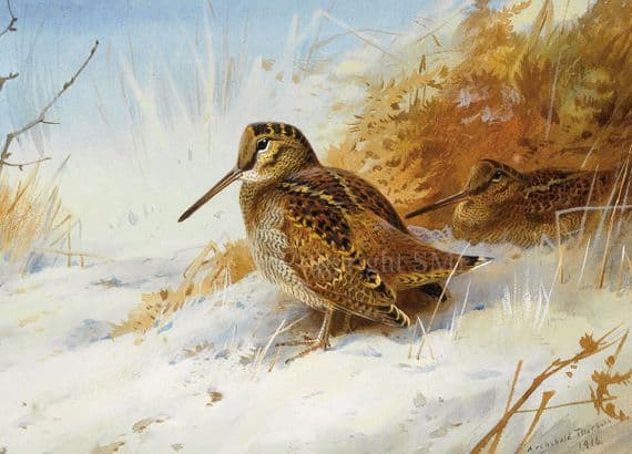 'Woodcock in the Snow' Christmas Cards by Archibald Thorburn C736x