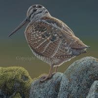 'Woodcock Wall' Original Painting by Ben Waddams