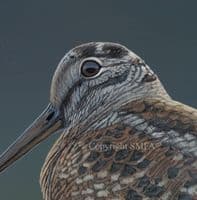 'Woodcock Wall' Original Painting by Ben Waddams