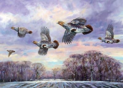 A Near Covey' Pack of 10 Grey Partridge Christmas card by John Trickett C716x