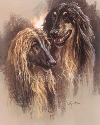 Afghan Limited Edition Print  'Afghan' by Mick Cawston