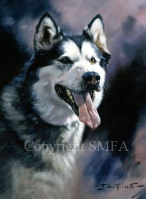 Alaskan Malamute  Limited Edition Print  'Alaskan Malamute' by John Trickett