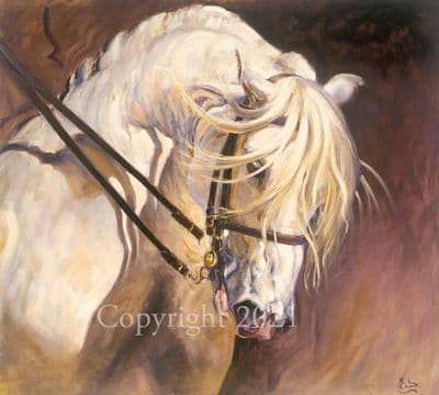Andalusian Stallion Limited Edition Print 'Andalusian Stallion' by Malcolm Coward