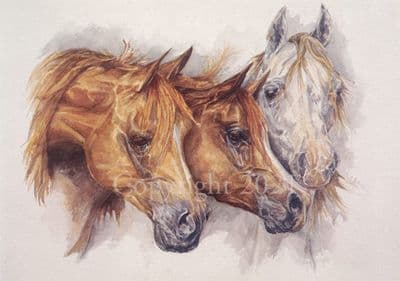 Arab Horse  Blank Greetings Card 'Omani Arabs' by Jan Farnes C120