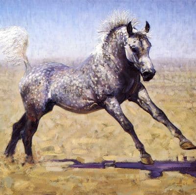 Arab Horse Blank Greetings Card 'Sand Dancer' by Malcolm Coward CS11