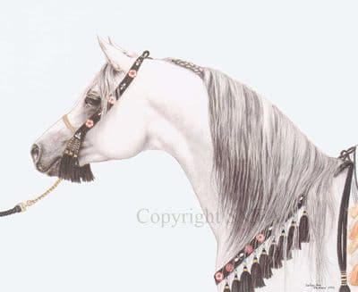 Arab Horse Open Edition Print 'Kazmierek' by Lesley Ann Hartman