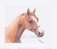 Arab Horse Open Edition Print 'Xenoz' by Lesley Ann Hartman