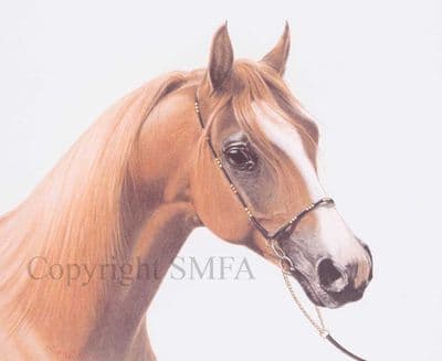 Arab Horse Open Edition Print 'Xenoz' by Lesley Ann Hartman