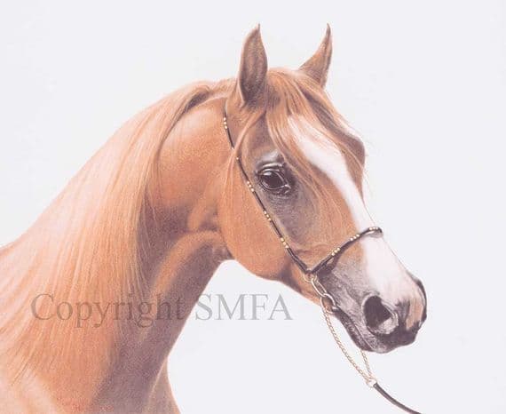 Arab Horse Open Edition Print 'Xenoz' by Lesley Ann Hartman