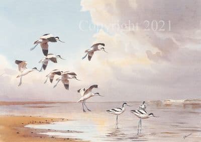 Avocet Open Edition Print 'Avocets' by J.C.Harrison
