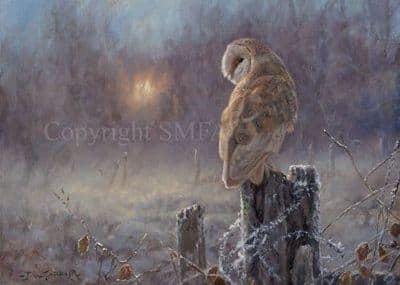 Barn Owl Blank Greetings  Card 'The Night Watch' by John Trickett C657