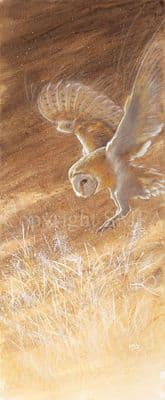 Barn Owl Canvas Print 'Quietly Does It' by Paul Doyle