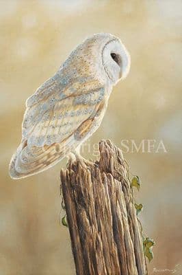 Barn Owl Limited Edition Print 'In Anticipation' by Ben Waddams