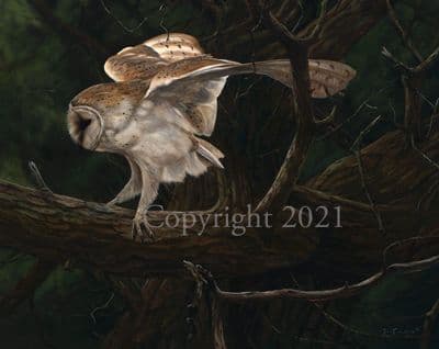 Barn Owl Limited Edition Print 'In the Willows' by John Trickett