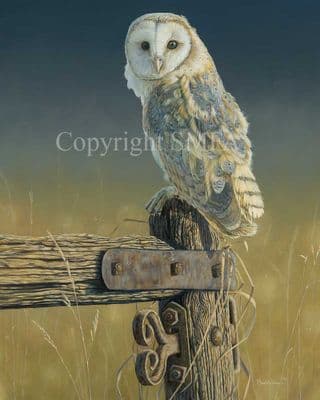 Barn Owl Limited Edition Print 'The Last Post' by Ben Waddams