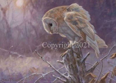 Barn Owl Pack of 10 Christmas Cards 'Ready for Lift off' by John Trickett C641X
