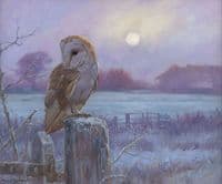 Barn Owl Painting 'Evenfall' by John Trickett