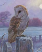 Barn Owl Painting 'Evenfall' by John Trickett