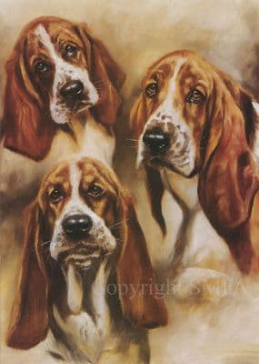 Bassett Hound Blank Greetings Card 'Studies of a Bassett Hound' by Mick Cawston C105