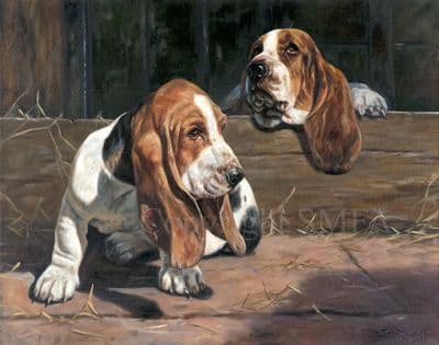 Bassett Hound Limited Edition Print 'Lend me your Ears' by John Trickett