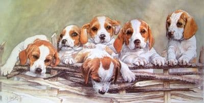 Beagle Puppies Limited Edition Print 'Over The Top' by Jo Campin
