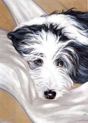 Bearded Collie Blank Greetings Card  'I Don't Think So'  by Paul Doyle C96