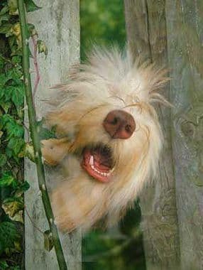 Bearded Collie Limited Edition Print 'Nosey Barker' by Mike Carrington