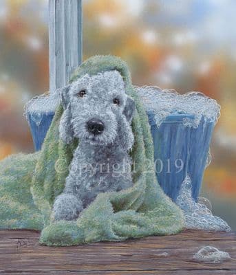 Bedlington  Terrier Limited Edition Print 'Bedlington Bathtime' by Paul Doyle