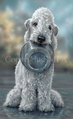 Bedlington Terrier Limited Edition Print 'More Please' by Paul Doyle