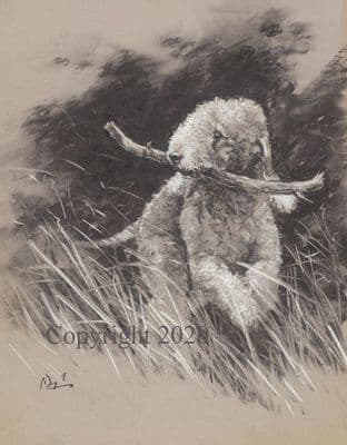 Bedlington Terrier Original Drawing  'Branching Off' by Paul Doyle