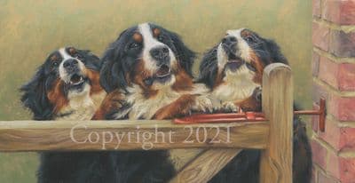 Bernese Mountain Dog Limited Edition Print 'A Warm Welcome' by Mary Herbert
