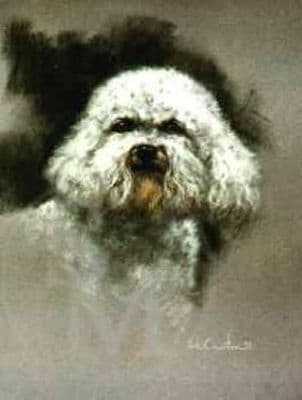 Bichon Frise  Limited Edition Print 'Bichon Frise' by Mick Cawston