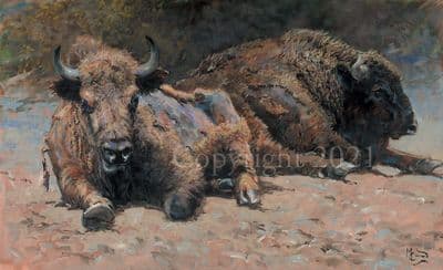 Bison Limited Edition Print 'European Bison' by Malcolm Coward