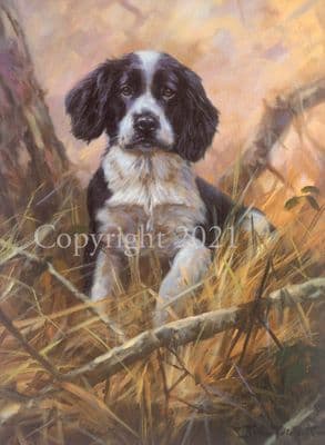 Black and White Spaniel Puppy Limited Edition Print 'A Little Lost'  by John Trickett