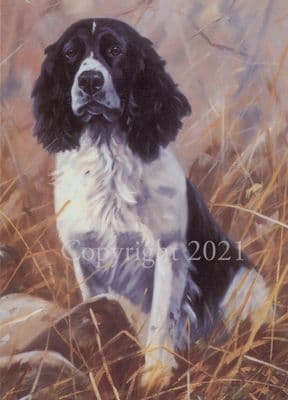Black and White Springer Blank Greetings Card 'The Black and White Springer' by John Trickett C31