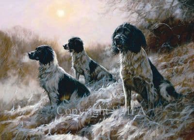 Black and White Springer Christmas Card 'In the Morning Mist' by John Trickett C263X
