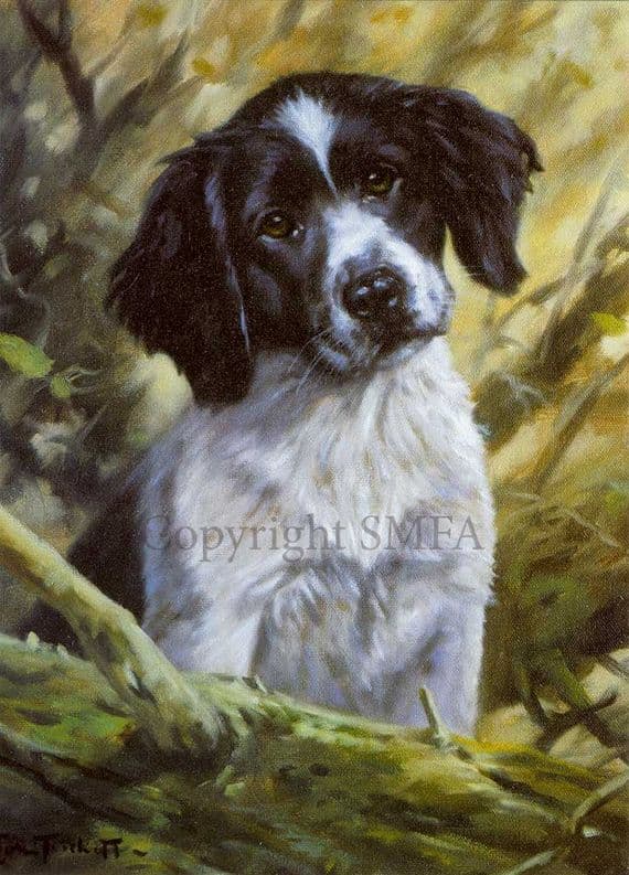 Black and white Springer Puppy Greeting Card 