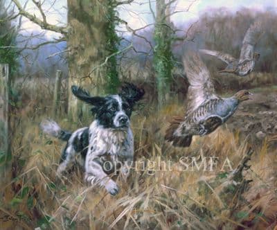Black and White Springer Spaniel Limited Edition Print 'A Running Flush' by John Trickett