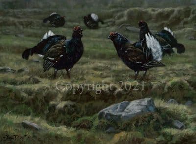 Black Game Limited Edition Print 'Black Game' by John Trickett