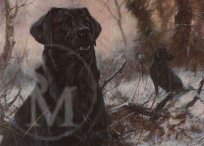 Black Labrador Blank Greetings Card 'Concentration' by John Trickett C8