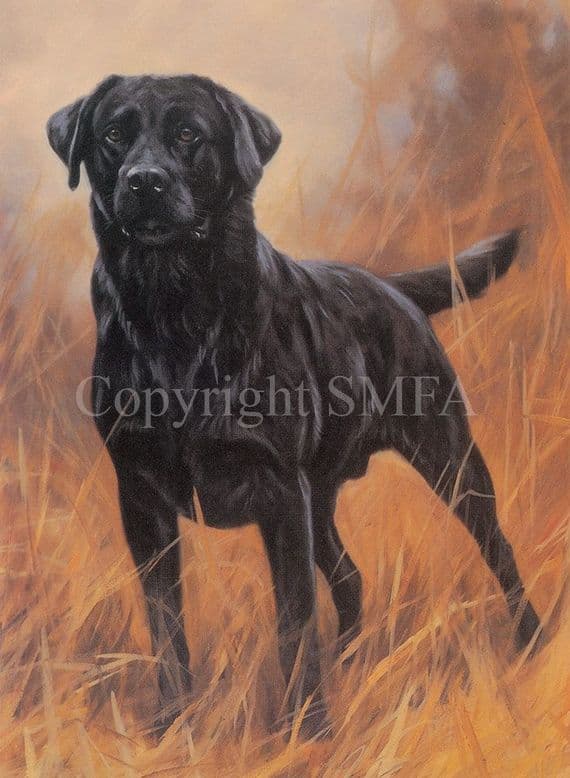 Black Labrador Blank Greetings Card 'Ready For Anything' by John Trickett C29
