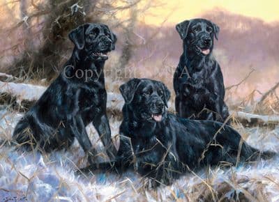 Black Labrador Christmas Cards 'Three of the Best' by John Trickett C465X