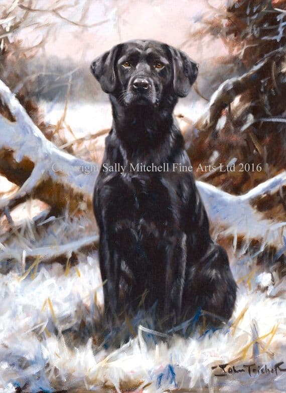 Black Labrador Christmas Cards 'Winter Lab' by John Trickett C338X